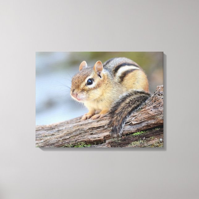 Impressão Em Tela Pequeno Chipmunk Simplesmente Adorável (Frente)