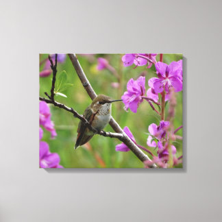Impressão Em Tela pequeno Hummingbird