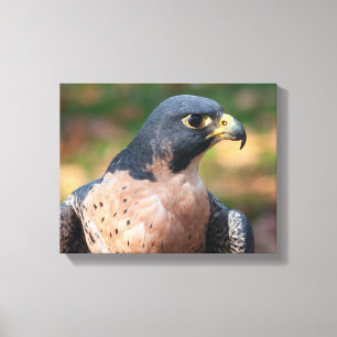 Impressão Em Tela Peregrine Falcon Profile