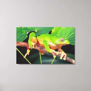 Impressão Em Tela Perereca-macaco gigante bicolor, Phyllomedusa