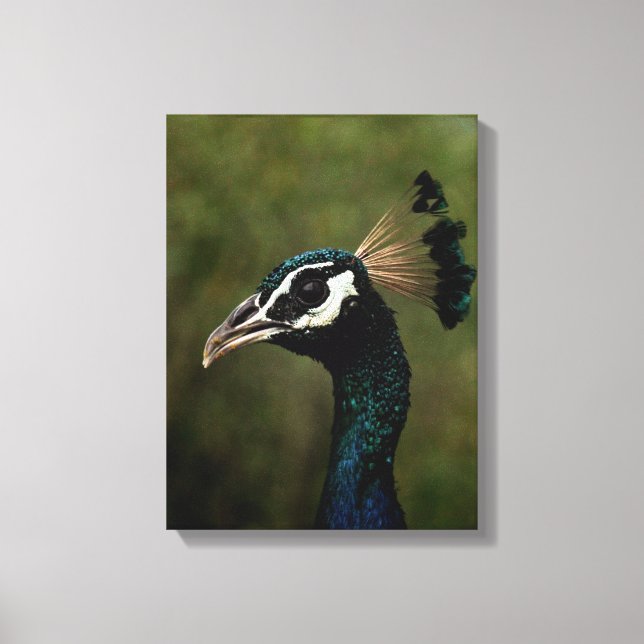 Impressão Em Tela Perfil de Peacock (Frente)