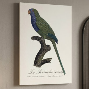 Impressão Em Tela Periquito-verde ou Caturrita, Myiopsitta Monachus