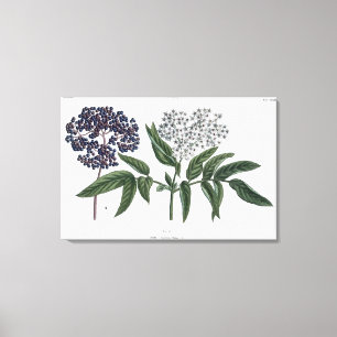 Impressão Em Tela Pessoa idosa, Fig. 13 "do Landsman novo", publishe