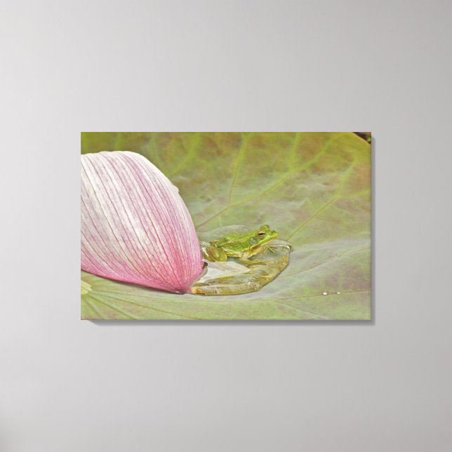 Impressão Em Tela pétala de sapo e de lótus, China, (Frente)