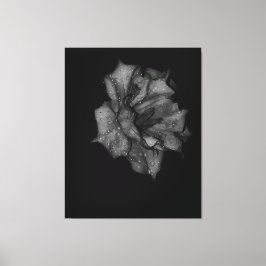 Impressão Em Tela Pétalas Beijadas na Escuridão
