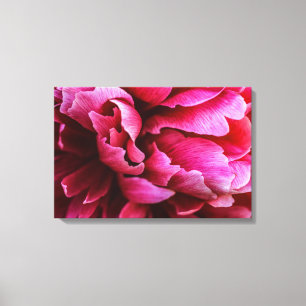 Impressão em Tela Pétalas de Peônia Rosa