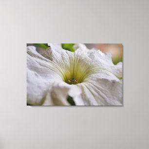 Impressão Em Tela Petunia Branca Flor Fotográfica