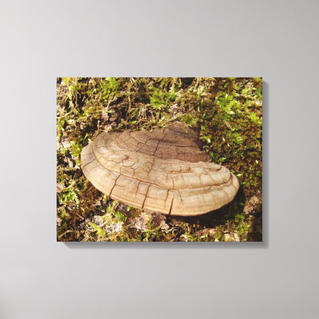 Impressão Em Tela Phellinus igniarius Mushroom (Frente)