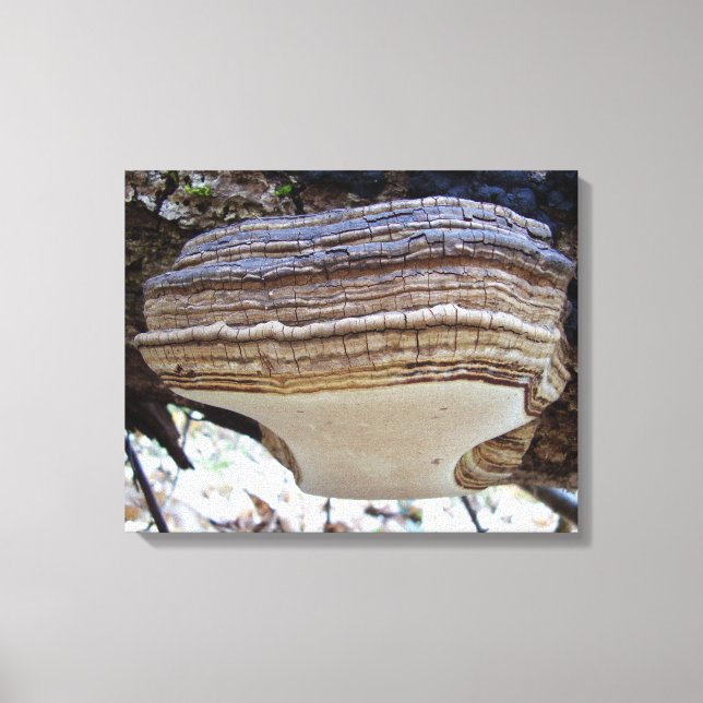 Impressão Em Tela Phellinus igniarius Mushroom (Frente)