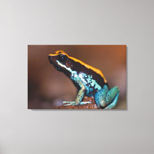 Impressão Em Tela Phyllobates vittatus, um sapo venenoso