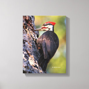 Impressão Em Tela Pica-pau bonito de Pileated na árvore