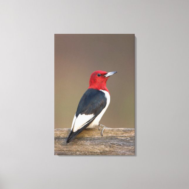 Impressão Em Tela Pica-pau de cabeça vermelha na cerca (Frente)