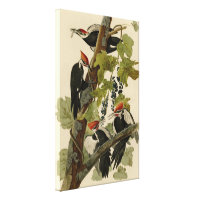 Pica-pau pileado das aves de Audubon da América