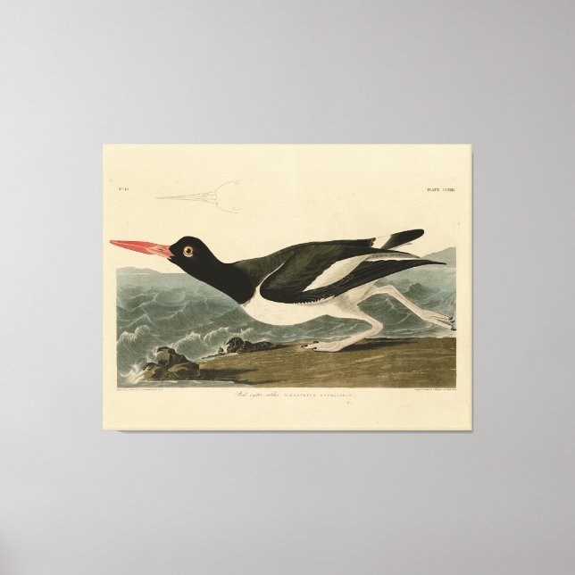 Impressão Em Tela Pied oyster catcher - Audubon's Birds of America (Frente)