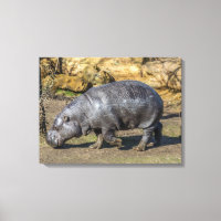 Pigma hippo na tela de zoológico