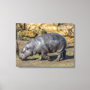 Impressão Em Tela Pigma hippo na tela de zoológico