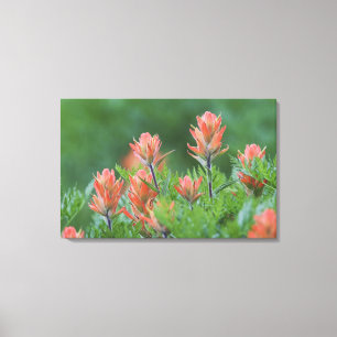 Impressão Em Tela Pincel Indiano, Castilleja miniata, Ouray,