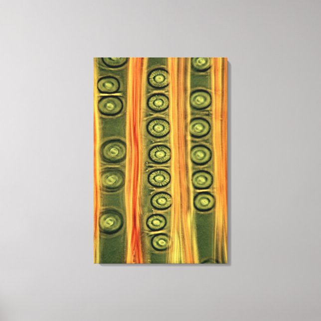 Impressão Em Tela Pine Wood (Frente)