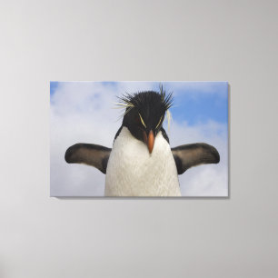 Impressão Em Tela Pinguim-de-crista Eudyptes chrysocome