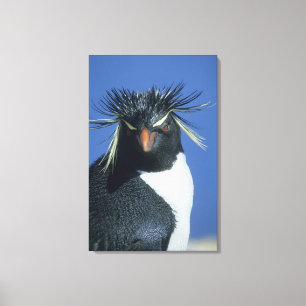 Impressão Em Tela Pinguim-de-crista (Eudyptes chrysocome)