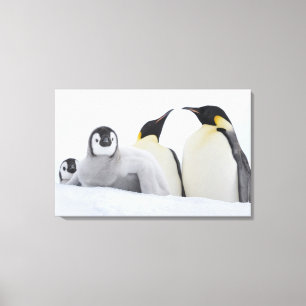 Impressão Em Tela Pinguim de imperador (forsteri do Aptenodytes)