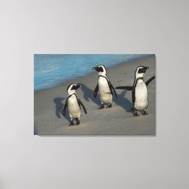Impressão Em Tela Pinguins africanos | Sfeniscus Demersus (Frente)