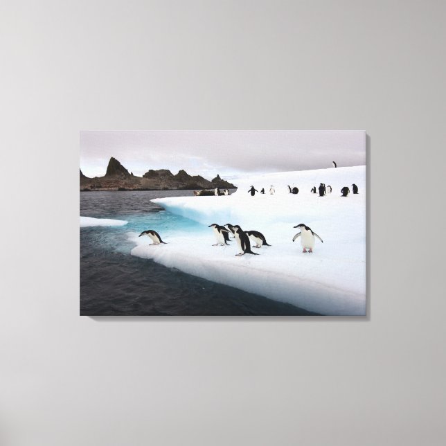 Impressão Em Tela Pinguins-de-barbicha (Frente)