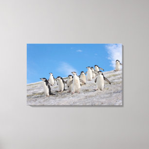 Impressão Em Tela pinguins do chinstrap, Pygoscelis a Antártica,