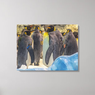 Impressão Em Tela Pinguins na tela de exibição do zoológico