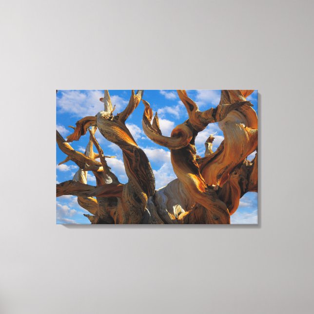 Impressão Em Tela Pinheiro Bristlecone (Frente)