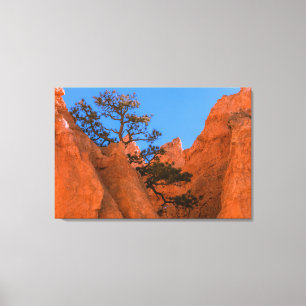 Impressão Em Tela Pinheiro em Hoodoos
