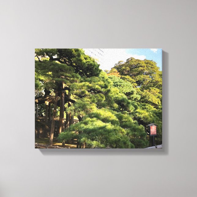 Impressão Em Tela Pinheiros com 300 anos (Frente)