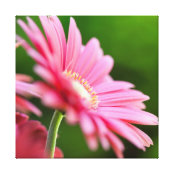 Impressão Em Tela Flor do Gerbera da margarida azul em um fundo |  