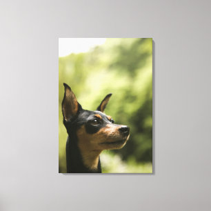 Impressão Em Tela Pinscher diminuto (Minuto-Pin) 2