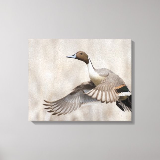 Impressão Em Tela Pintail Drake em Voo (Frente)