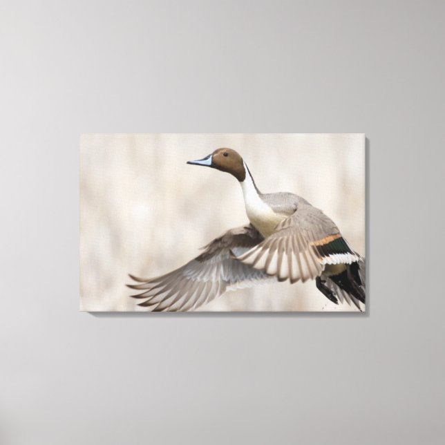 Impressão Em Tela Pintail Drake em Voo (Frente)