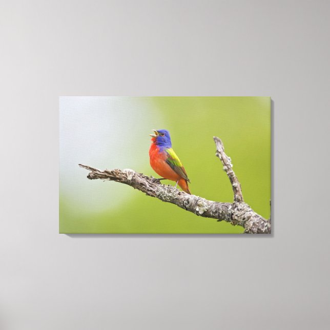 Impressão Em Tela Pintassilgo-pintado (Passerina ciris) macho cantan (Frente)