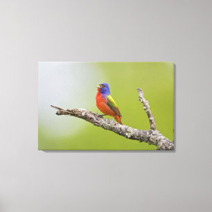 Impressão Em Tela Pintassilgo-pintado (Passerina ciris) macho cantan