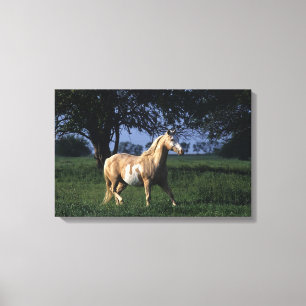 Impressão Em Tela Pinte o cavalo que está 2