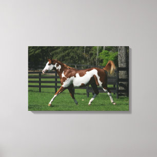 Impressão Em Tela Pinte o cavalo que funciona 1