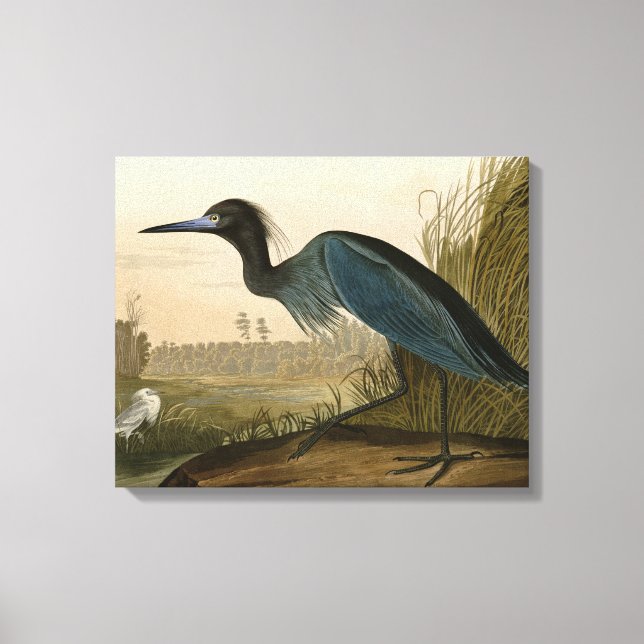 Impressão Em Tela Pintura de Heron Audubon com Crane Azul (Frente)