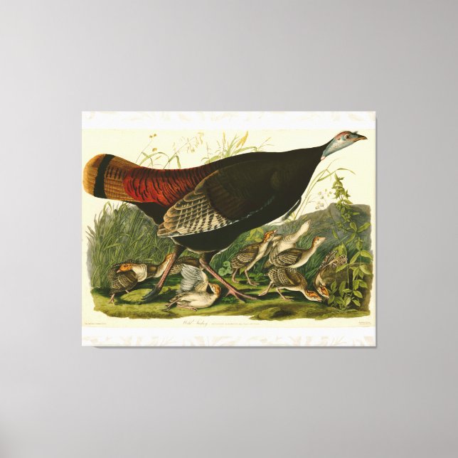 Impressão Em Tela Pintura de pássaros Selvagens de Audubon na Turqui (Frente)