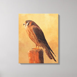 Impressão Em Tela Pintura em Kestrel Americano - Arte original sobre