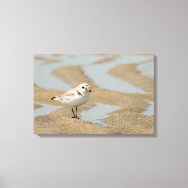Impressão Em Tela Piping Plover (Frente)