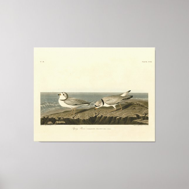 Impressão Em Tela Piping Plover from Audubon's Birds of America (Frente)