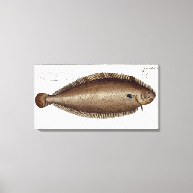 Impressão Em Tela Placa XLV de Dover Sole (Solea Solaea) de Ichtiol (Frente)