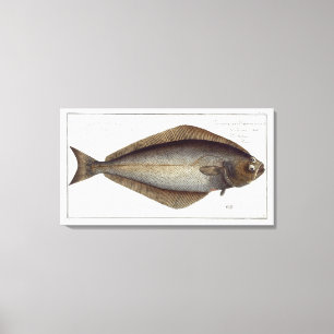 Impressão Em Tela Placa XLVII para halibut (Pleuronectes Hippoglossu