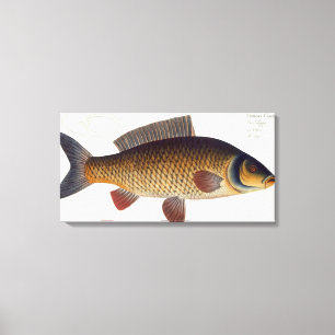 Impressão Em Tela Placa XVI da carpa (Cyprinus Carpio) 'de