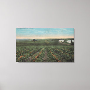 Impressão Em Tela Plantação do abacaxi pronta para a colheita em