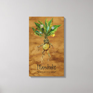 Impressão Em Tela Plantas Mágicas Mandrake 1 12,84'' x 21,93'' Canv